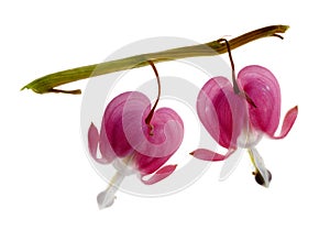 Two Fuchsia (Bleeding Heart) Blossoms