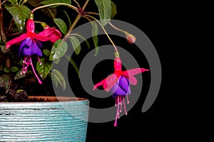 Two Fuchsia, Purple Red Isolated on Black Background