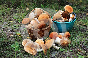 Two full baskets with collected mushrooms