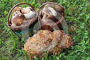 Two full baskets with edible mushrooms and cauliflower fungus