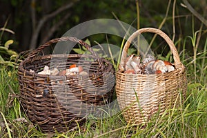 Two full baskets of hog mushrooms on the background of the forest close-up