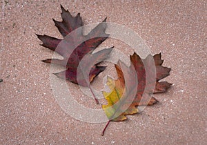 Two full-colored leaves of oak lying on a tile