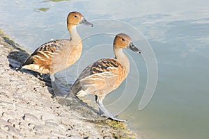 Fulvous Whistling-Ducks photo
