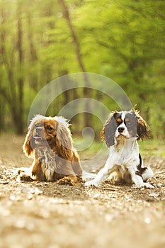 Two fun cavalier king charles spaniel dog