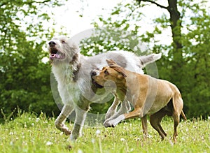 Two fun dogs at play