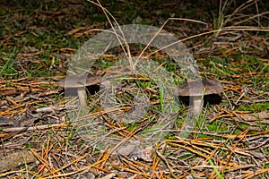 Two fungi Tricholoma triste grow on grass and moss in a pine forest. Mushrooms close up. photo