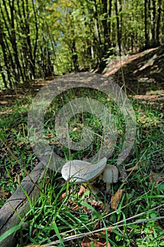 Two Fungus Parasol Mushroom On Abandoned Path