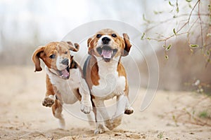 Two funny beagle dogs running