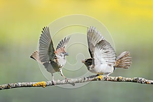 Two little funny birds sparrows on a branch in a sunny spring garden flapping their wings and beaks during a dispute