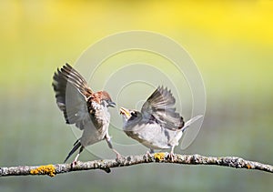 Two little funny birds sparrows on a branch in a sunny spring garden flapping their wings and beaks during a dispute