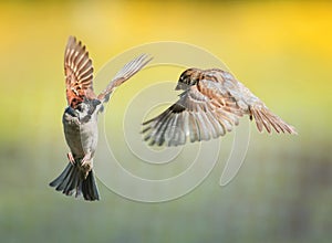 Two small funny birds sparrows fly in a sunny spring garden flapping their wings and beaks during the dispute