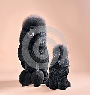 Two funny black poodles