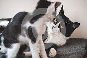 Two funny black and white tuxedo cats are fighting among themselves.