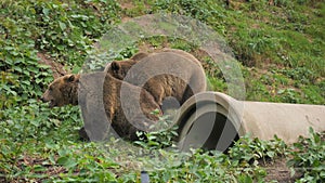 Two funny brown bears are playing with each other. They bite, push in slow motion. Animal sanctuary, Black Forest