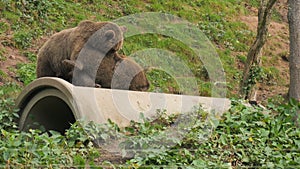 Two funny brown bears are playing with each other. They bite, push in slow motion. Animal sanctuary, Black Forest