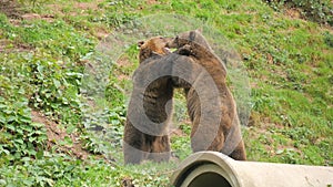 Two funny brown bears are playing with each other. They bite, push, stand up on their hind legs in slow motion. Animal