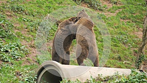 Two funny brown bears are playing with each other. They bite, push, stand up on their hind legs in slow motion. Animal