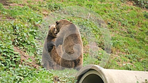 Two funny brown bears are playing with each other. They bite, push, stand up on their hind legs in slow motion. Animal