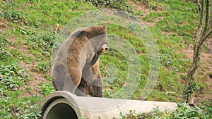 Two funny brown bears are playing with each other. They bite, push, stand up on their hind legs in slow motion. Animal