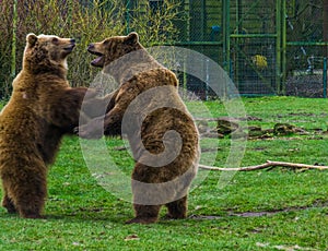 Two funny brown bears playing with each other, common animals in Eurasia