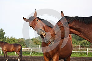 Two funny brown horses yawning