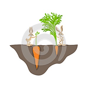 Two funny cartoon rabbit with small and big carrot on garden bed vector graphic illustration