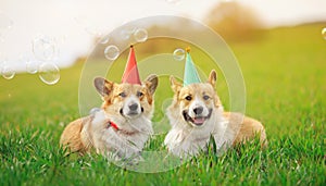 two funny Corgi dogs lie in the green grass in colored caps with soap bubbles on a Sunny clear day
