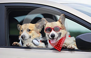 Two funny Corgi dogs poked their snouts out of a car window during a summer family trip