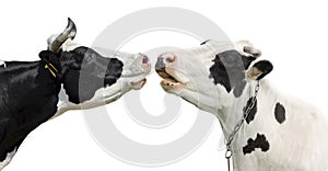 Two funny cow isolated on a white