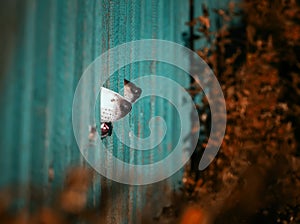 Two funny curious dogs poke their black noses into the wooden fence in the autumn village garden guarding the territory