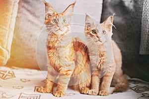Two Funny Curious Young Red Ginger Maine Coon Kittens Cats Sitting At Home Sofa And Watching Closely. Coon Cats, Maine