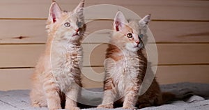 Two Funny Curious Young Red And White Maine Coon Kittens Cats At Home. Maine Shag at Home. Amazing Pets Pet