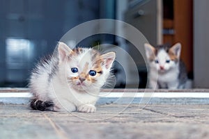 Two funny cute cats are sitting in the room on the floor