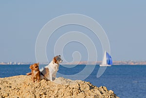 Two funny cute chihuahua pets dog sitting on sand dune on summer sea beach with blue sky and sailing yacht on skyline during