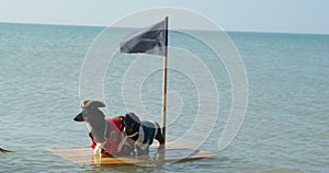 Two funny dachshund dogs in tricorn hat and privateer costumes are standing on wooden raft, on which pirate flag with