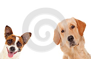 Two funny and different dogs