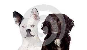 Two funny and different dogs