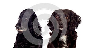 Two funny and different dogs