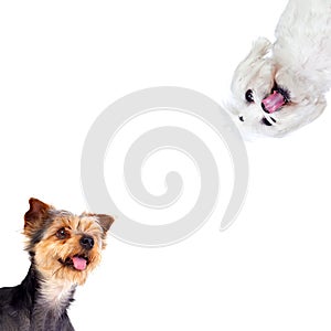 Two funny and different dogs