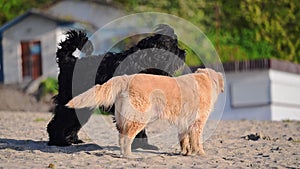 two funny dogs on the beach - a golden retriever and a black Russian terrier