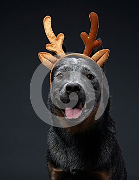 two funny dogs in Christmas decoration, deer antlers. Australian Hiller on grey background