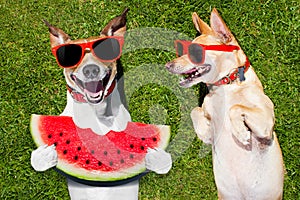 Two funny dogs photo