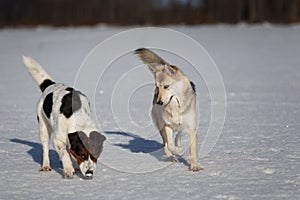 Two funny dogs playing together on winter snow field, outdoors