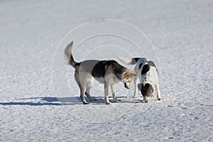 Two funny dogs playing together on winter snow field, outdoors