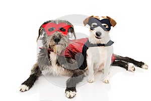 TWO FUNNY DOGS SUPER HERO COSTUME. JACK RUSSELL AND PUREBRED WEARING A RED AND BLUE MASK AND A CAPE. CARNIVAL OR HALLOWEEN.