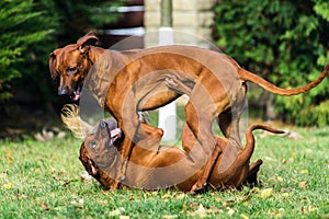 Two funny friendly Rhodesian Ridgeback dogs playing, running, chasing