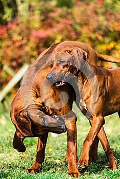 Two funny friendly Rhodesian Ridgeback dogs playing, running, chasing