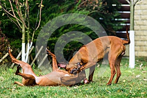 Two funny friendly Rhodesian Ridgeback dogs playing, running, chasing