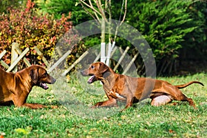 Two funny friendly Rhodesian Ridgeback dogs playing, running, chasing