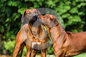 Two funny friendly Rhodesian Ridgebacks dogs playing, running, c